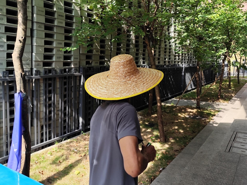 蚊虫消杀